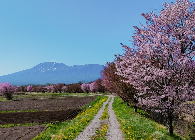 嬬恋村より癒しの風〜自然日和