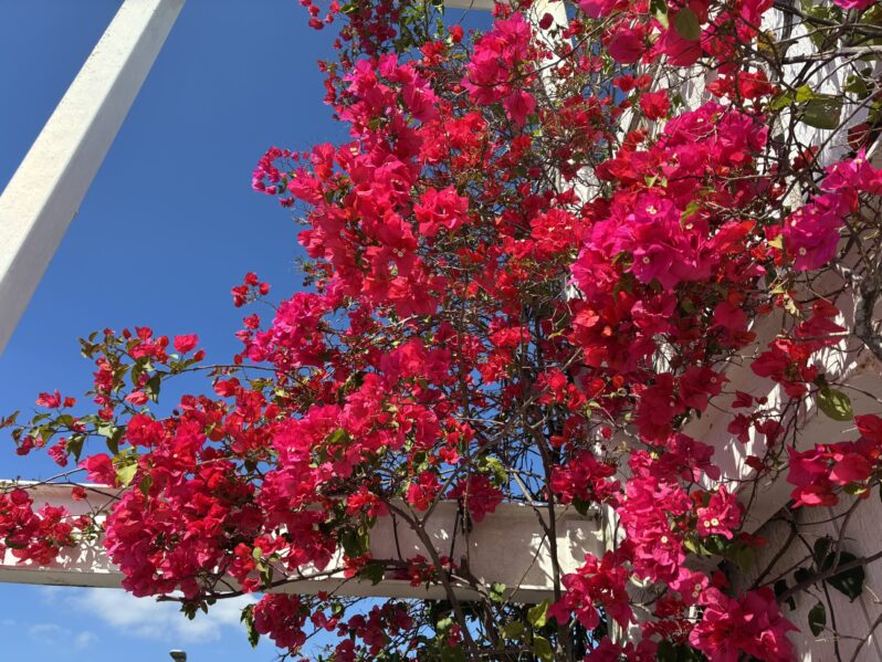 探し物の天使 チャミュエル